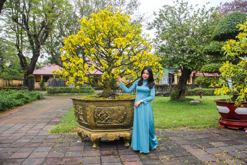 Huế[-]muốn[-]trở[-]thành[-]xứ[-]sở[-]hoàng[-]mai